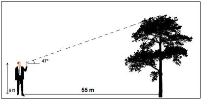 TAN Tree